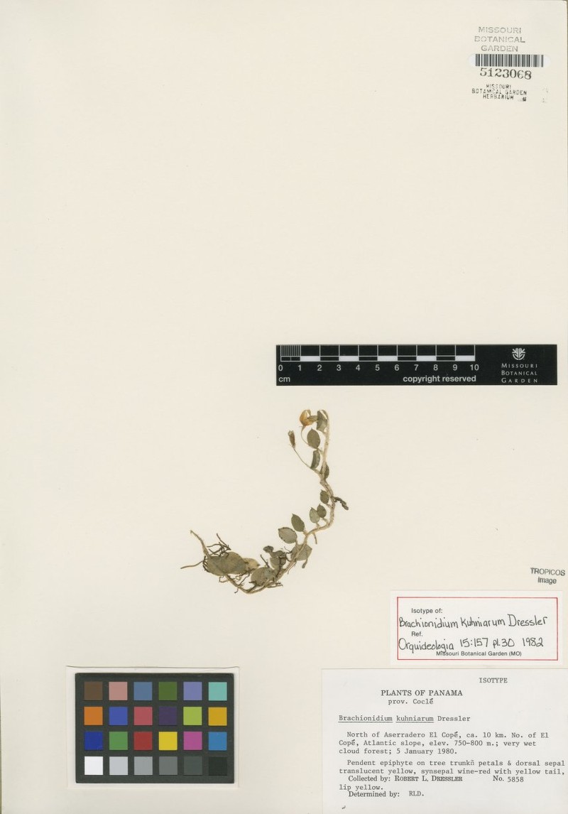 Brachionidium kuhniarum