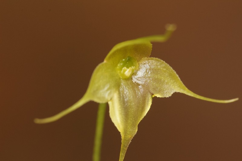 Brachionidium lehmannii
