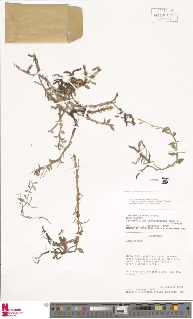 Brachionidium longicaudatum