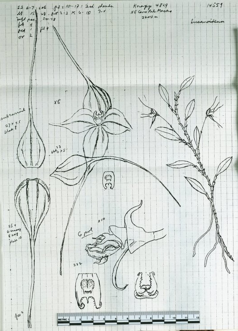 Brachionidium lucanoideum