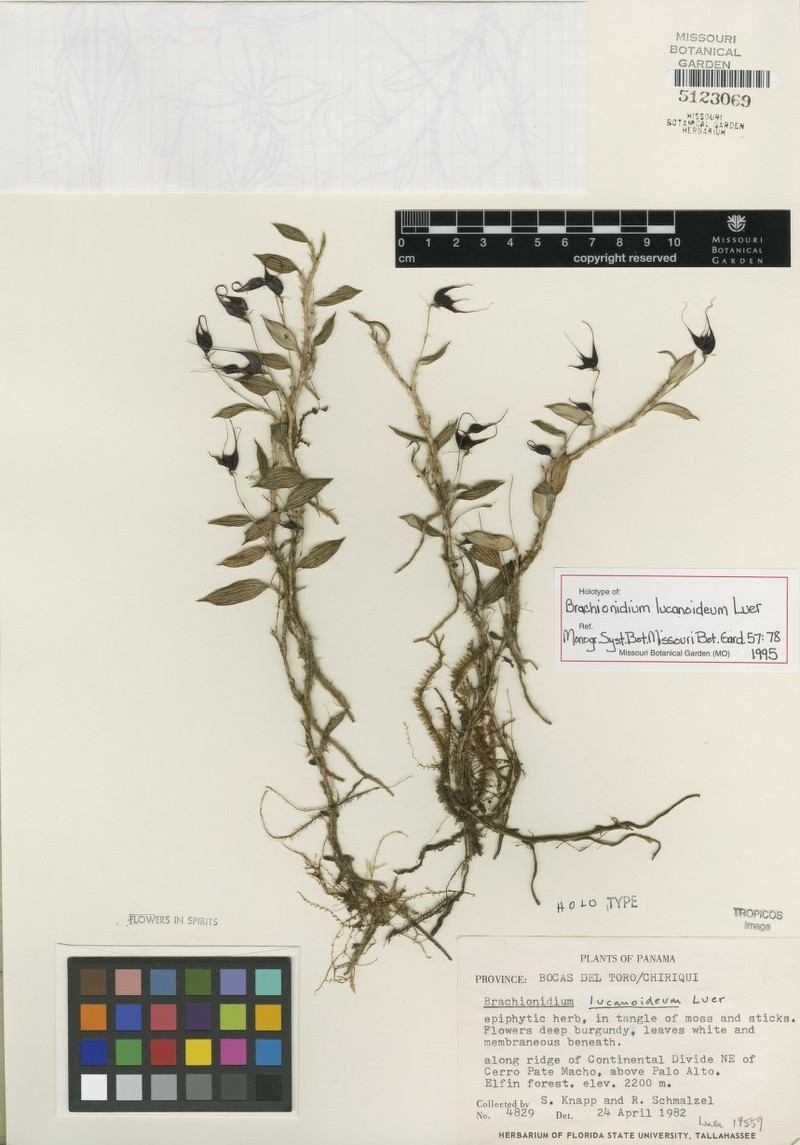 Brachionidium lucanoideum photo 2