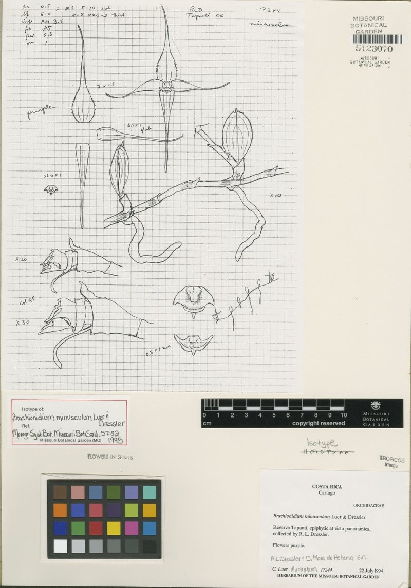Brachionidium minusculum