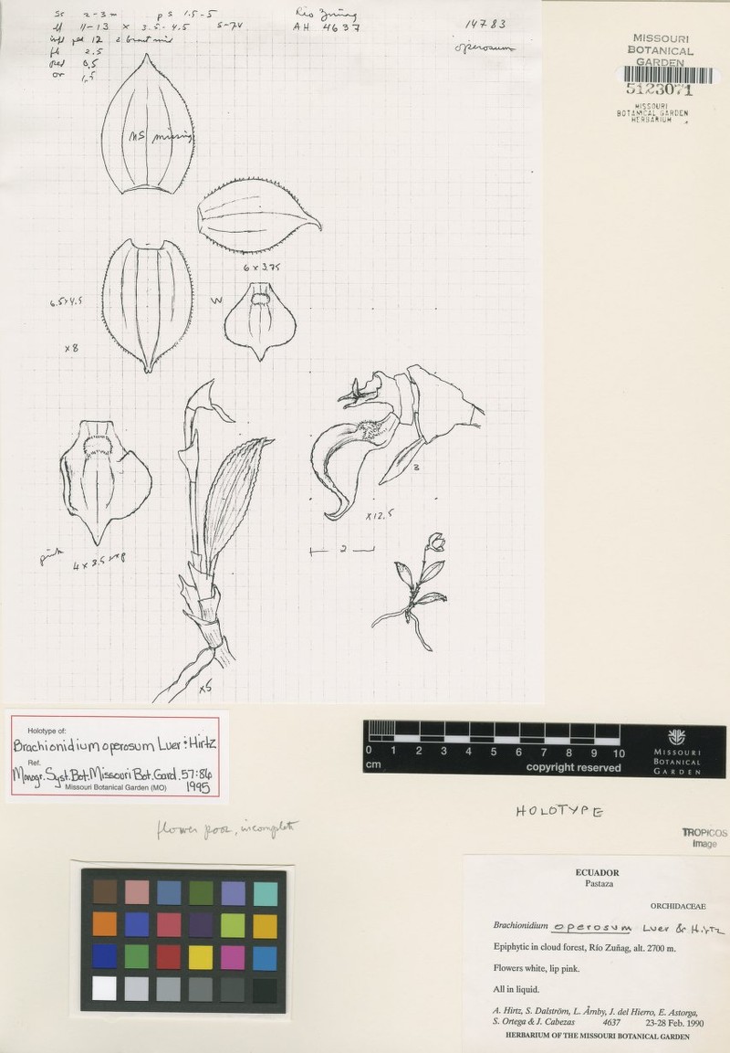 Brachionidium operosum