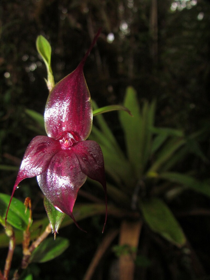 Brachionidium parvifolium photo 2