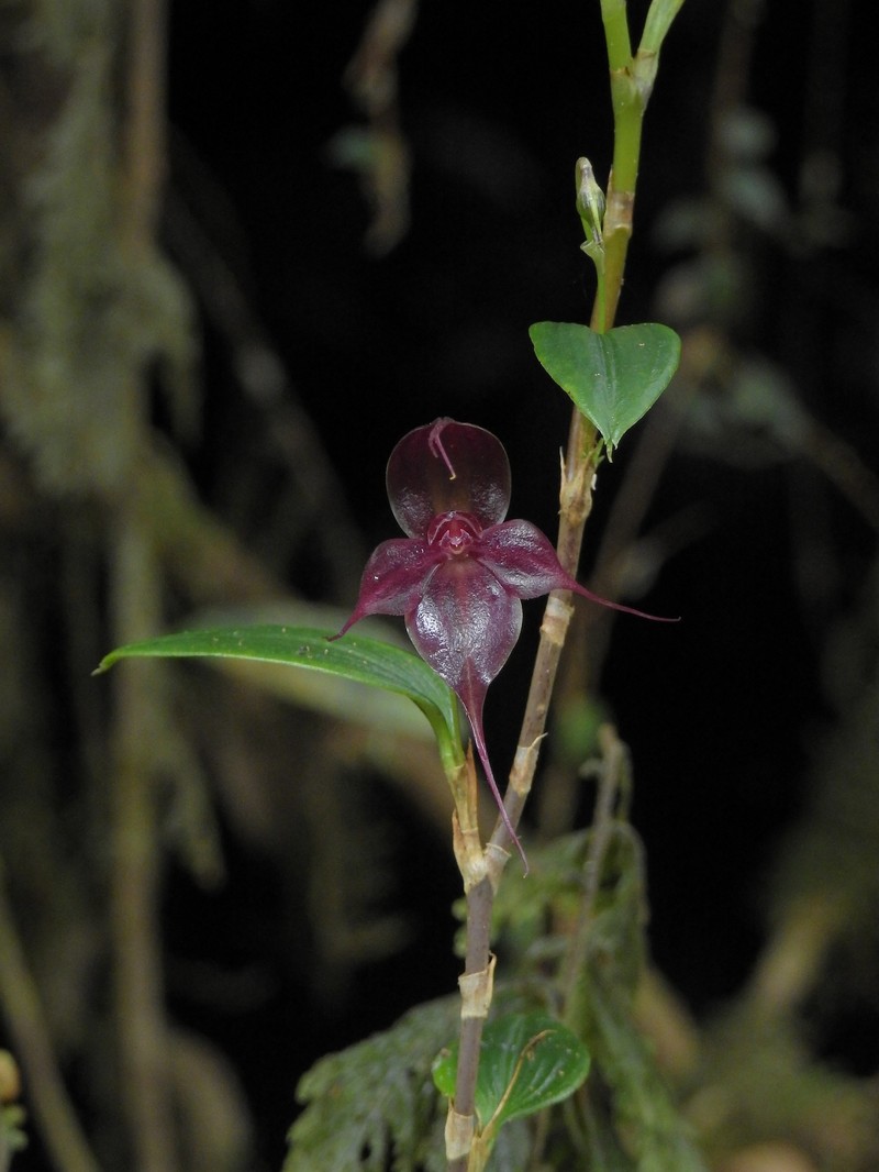 Brachionidium parvifolium photo 3