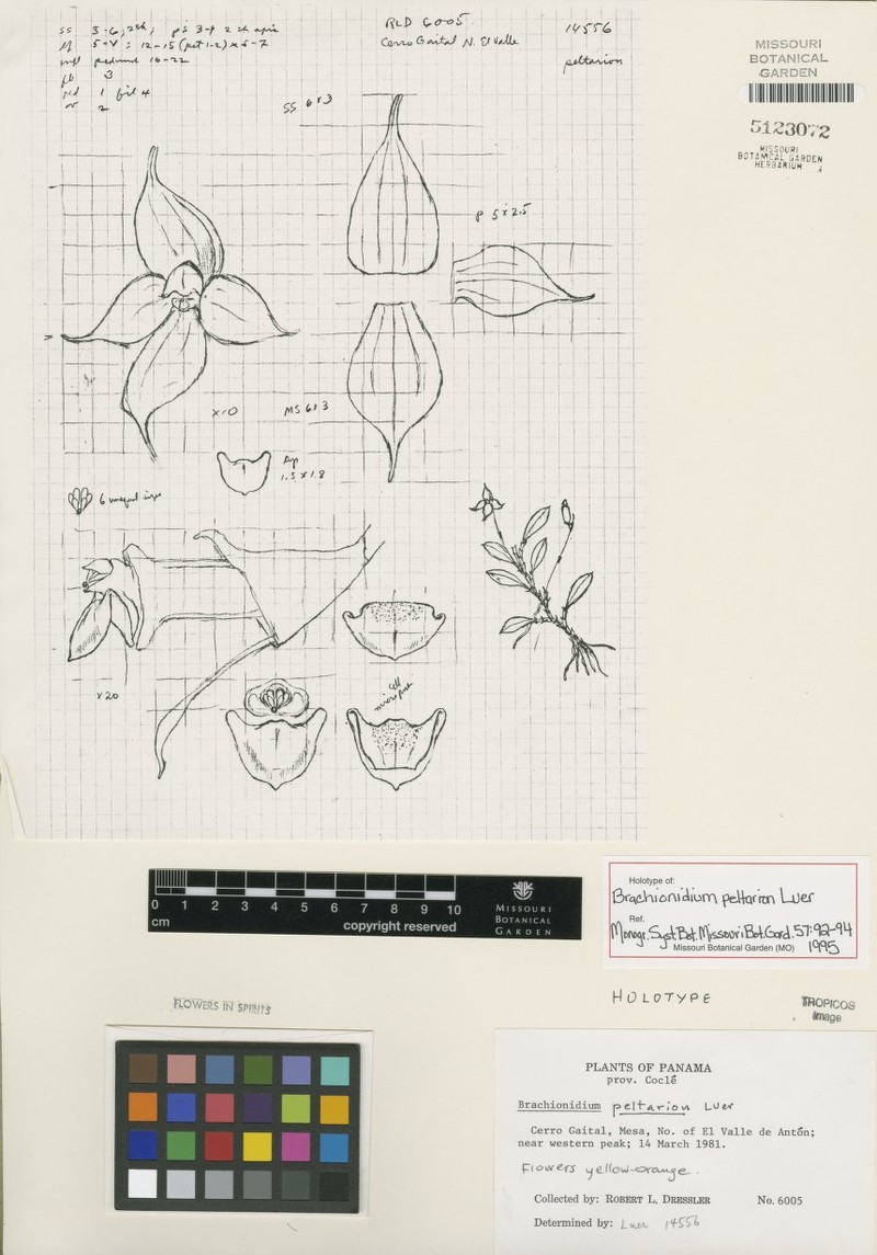 Brachionidium peltarion
