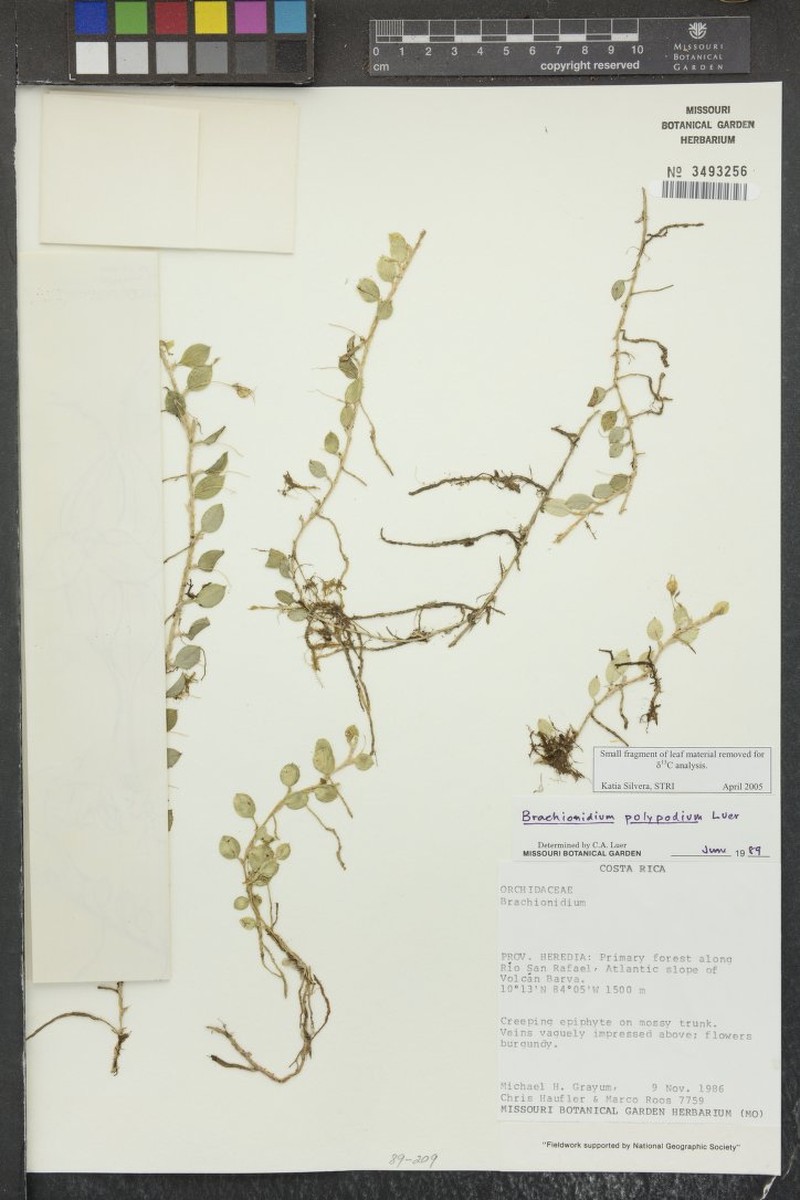 Brachionidium polypodium