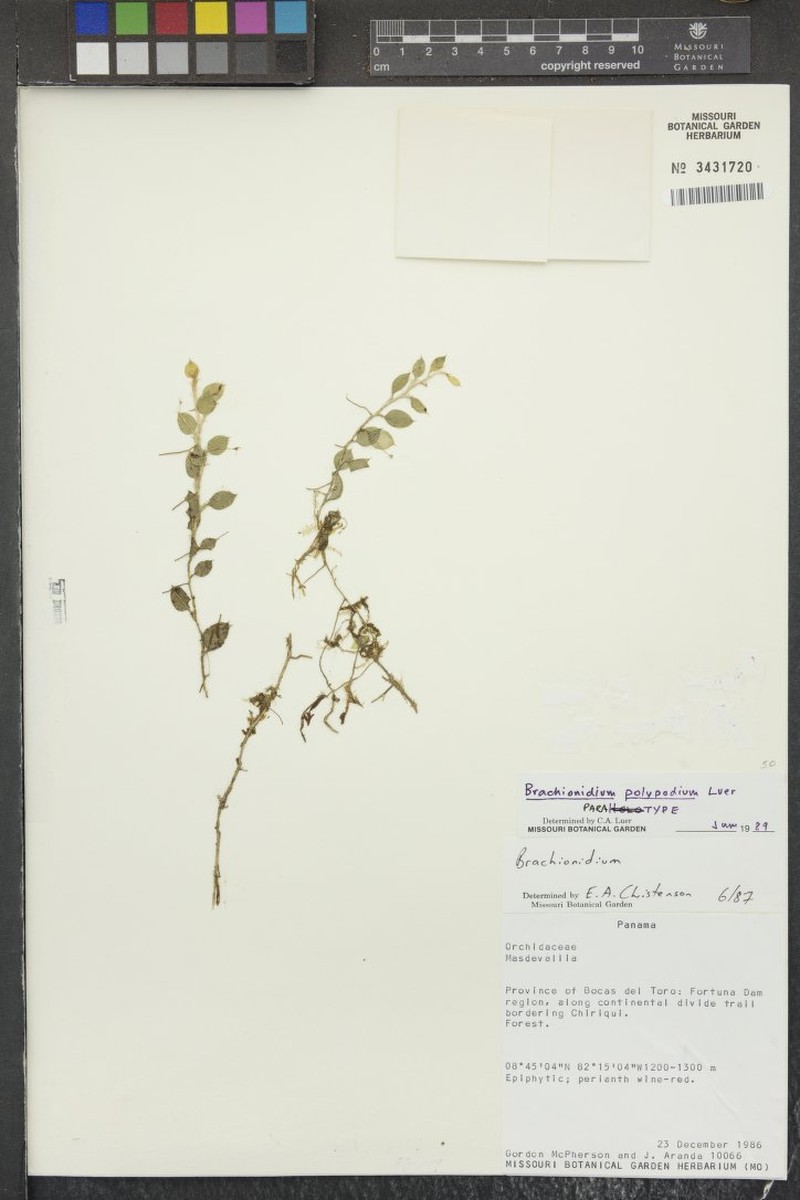 Brachionidium polypodium photo 2