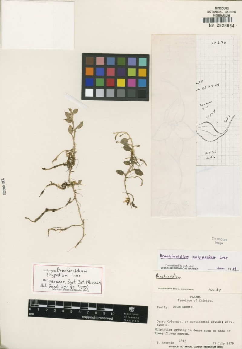 Brachionidium polypodium photo 3
