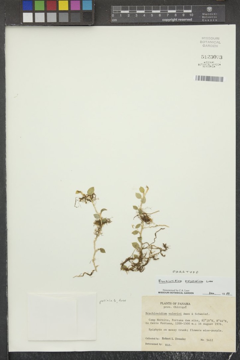 Brachionidium polypodium photo 4