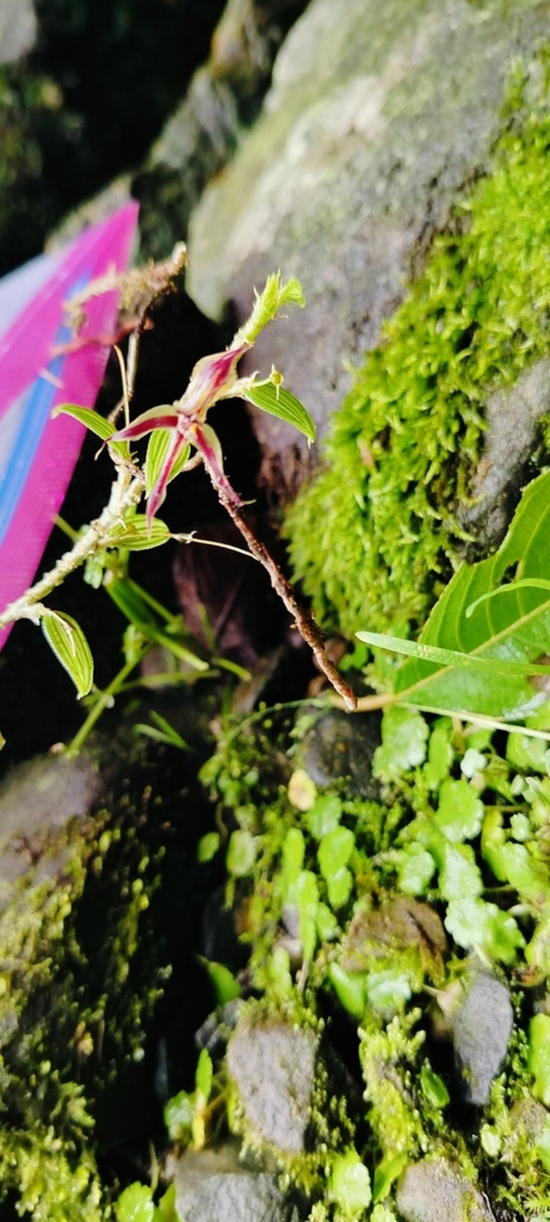 Brachionidium pteroglossum