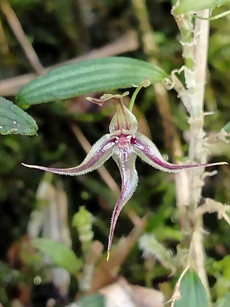 Brachionidium pteroglossum photo 2