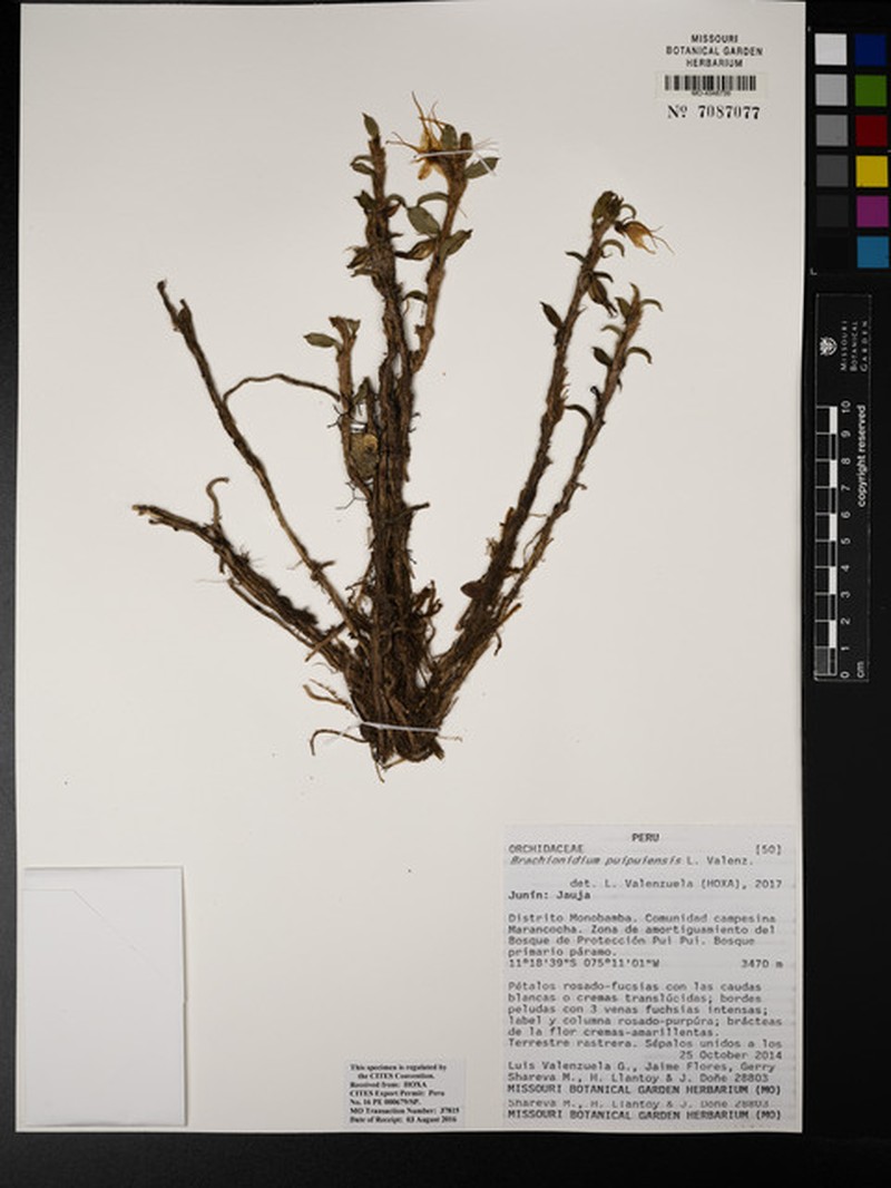 Brachionidium puipuiensis