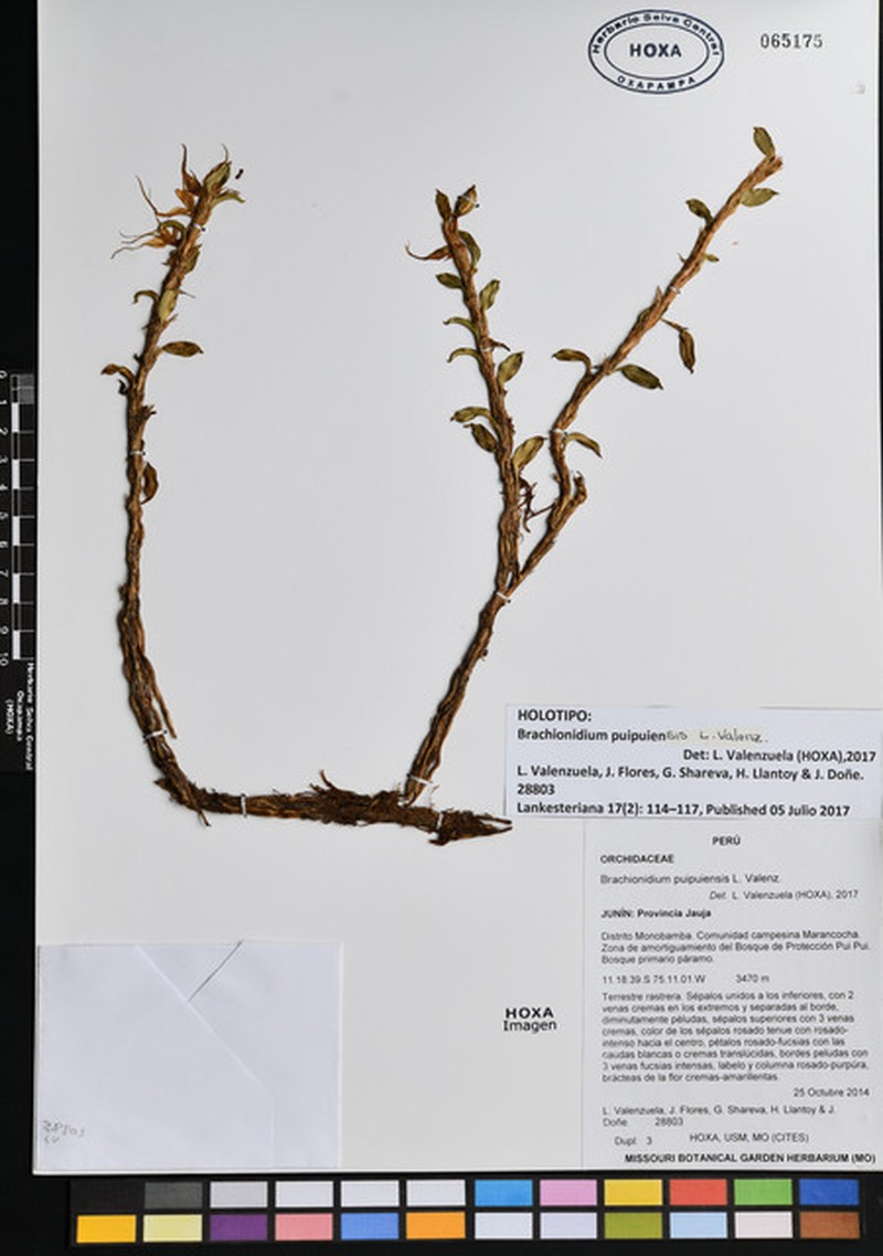 Brachionidium puipuiensis photo 2