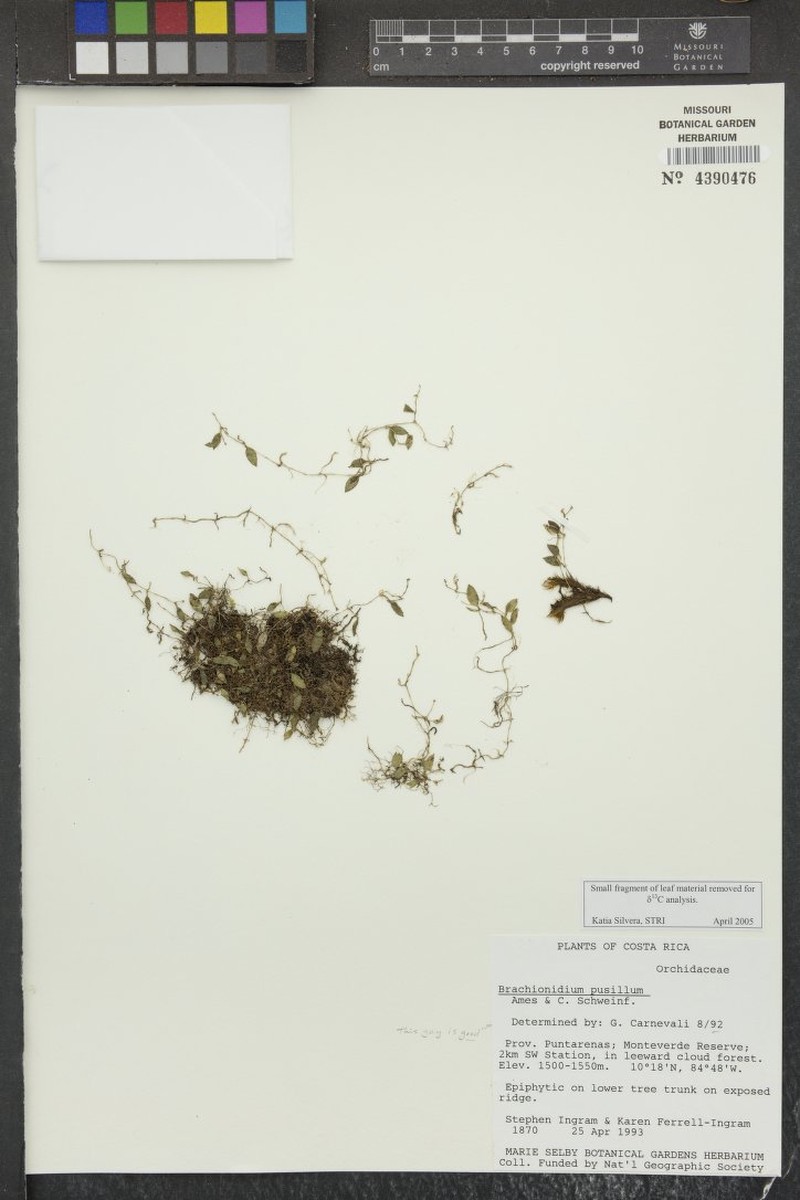 Brachionidium pusillum