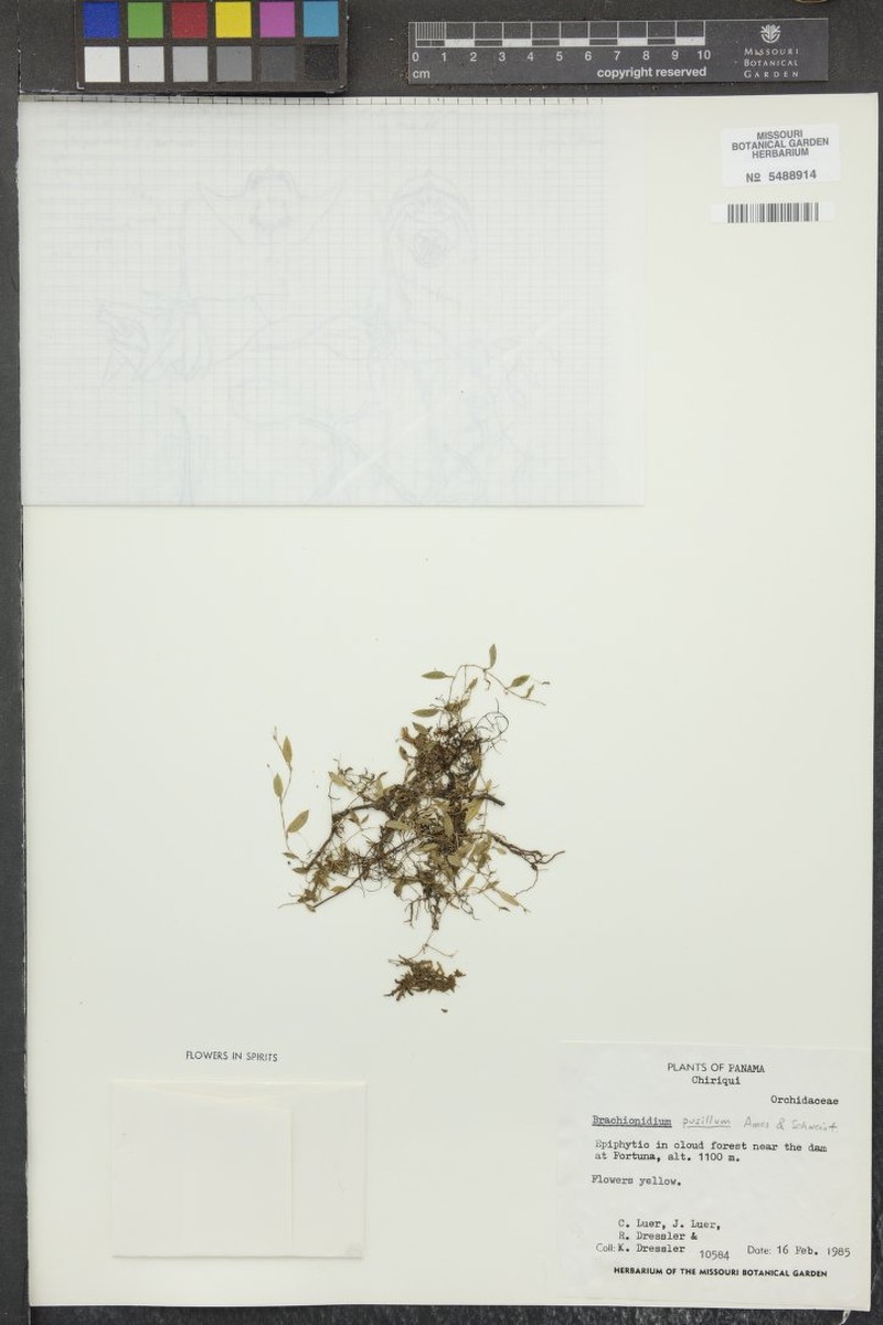 Brachionidium pusillum photo 2