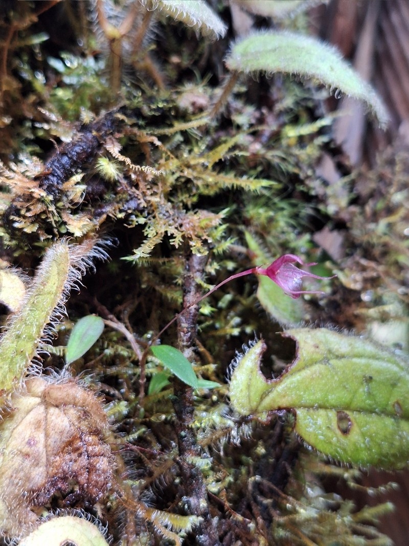 Brachionidium restrepioides