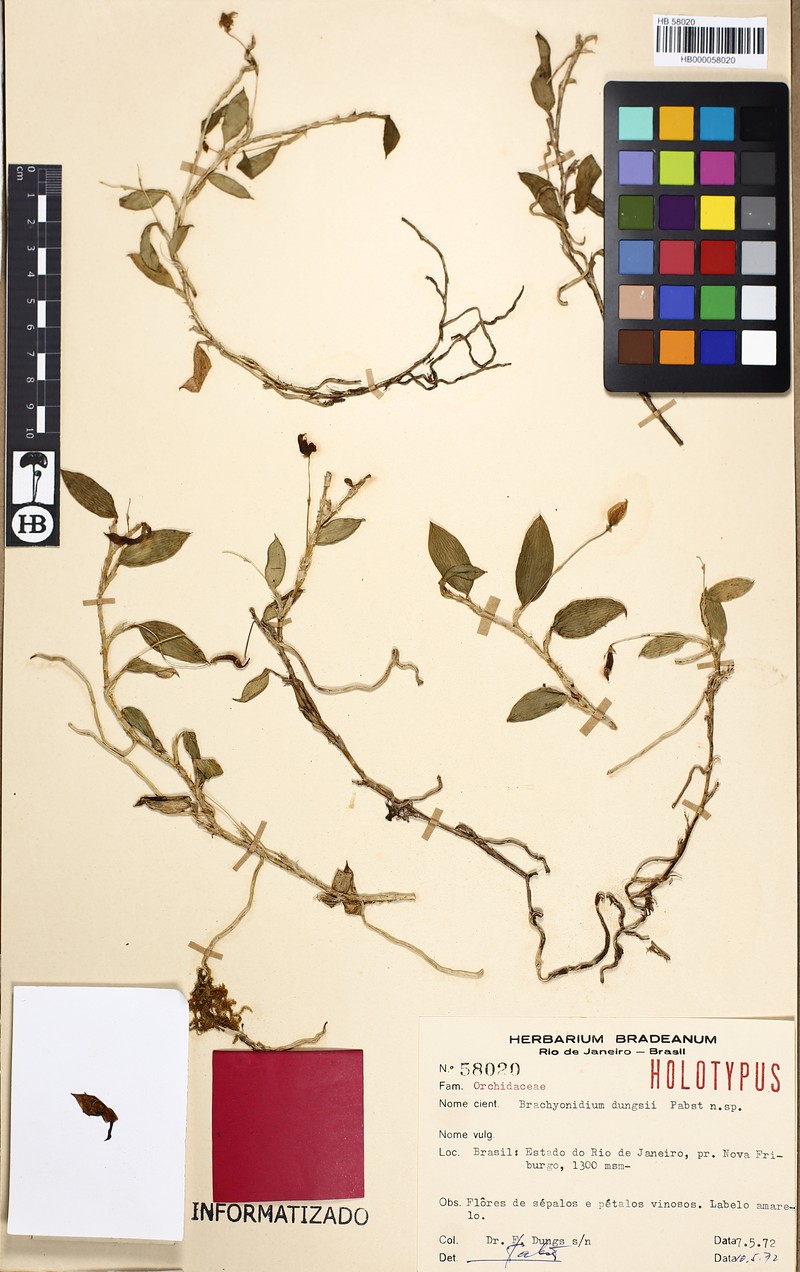 Brachionidium restrepioides photo 3