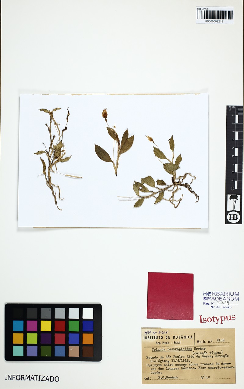 Brachionidium restrepioides photo 4