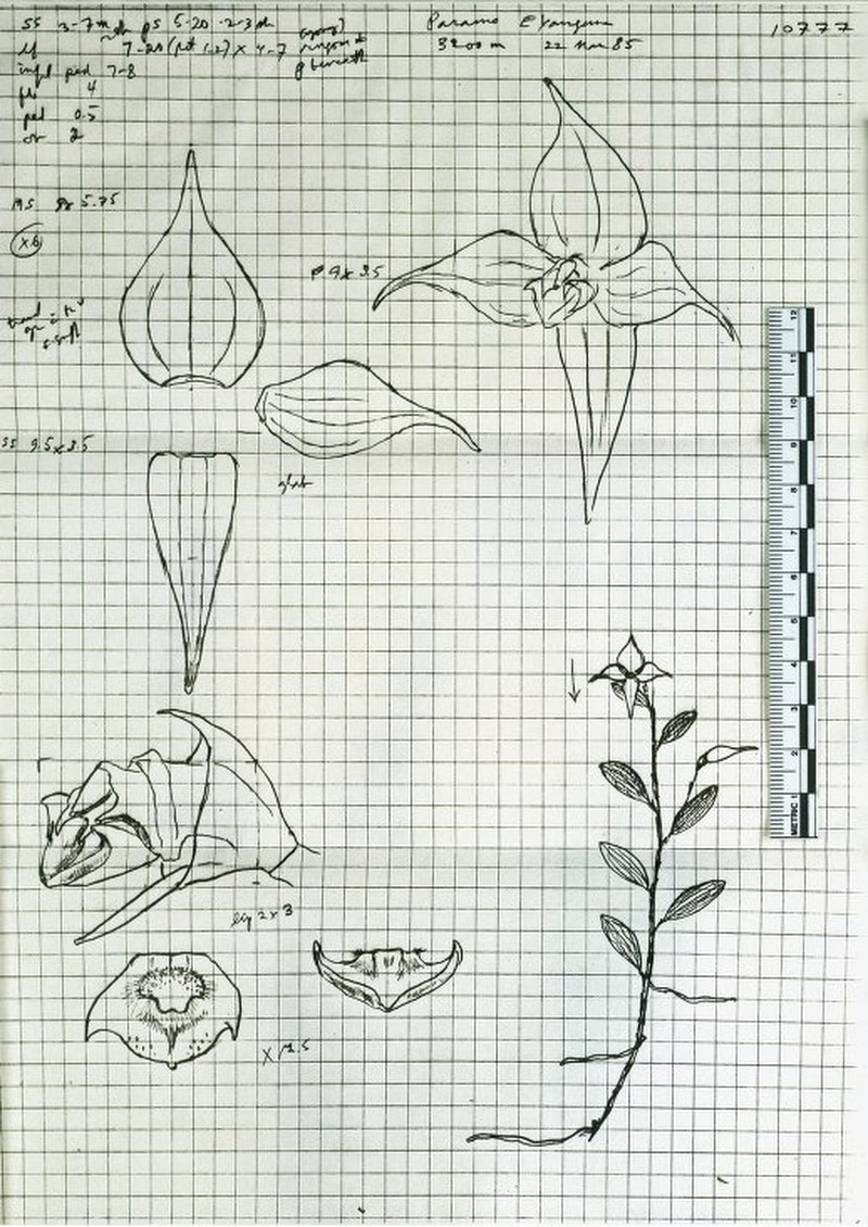 Brachionidium rugosum