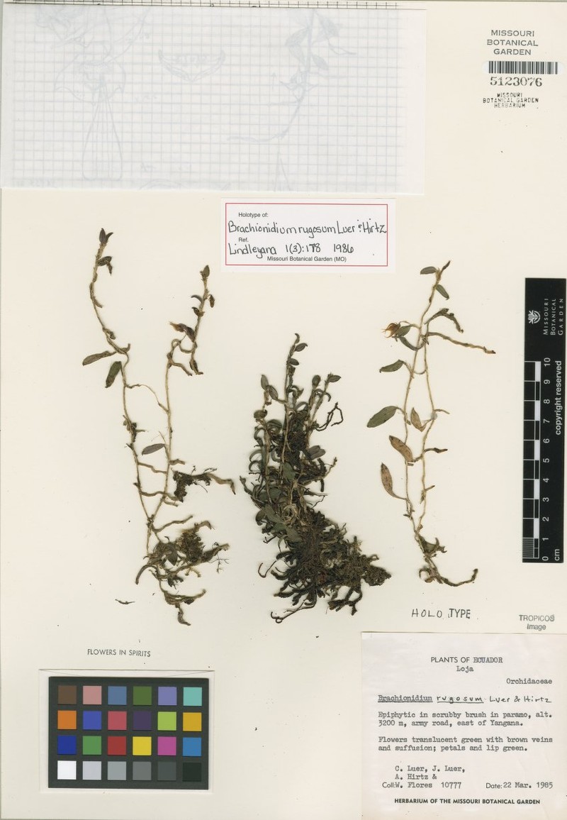 Brachionidium rugosum photo 2
