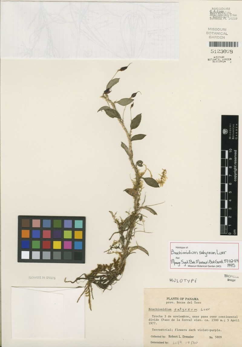 Brachionidium satyreum