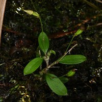 Sherring's Cup Orchid