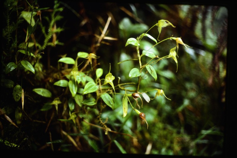 Sherring's Cup Orchid photo 2