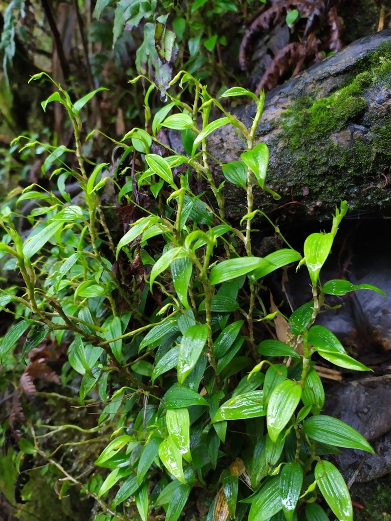 Sherring's Cup Orchid photo 3