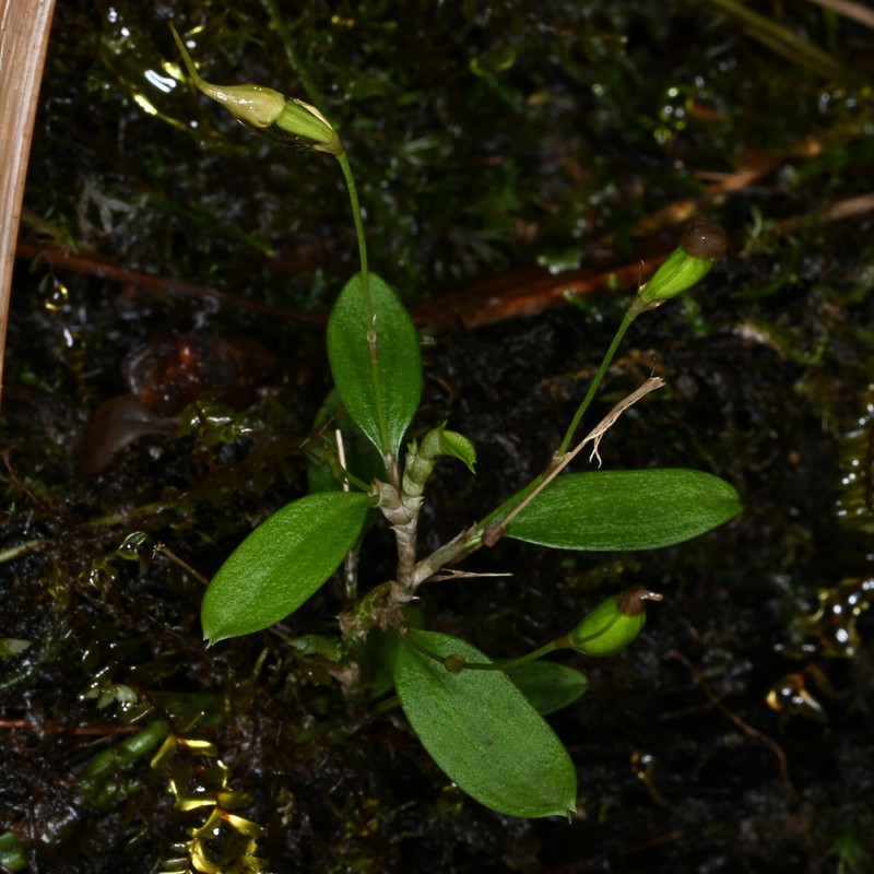 Sherring's Cup Orchid photo 5
