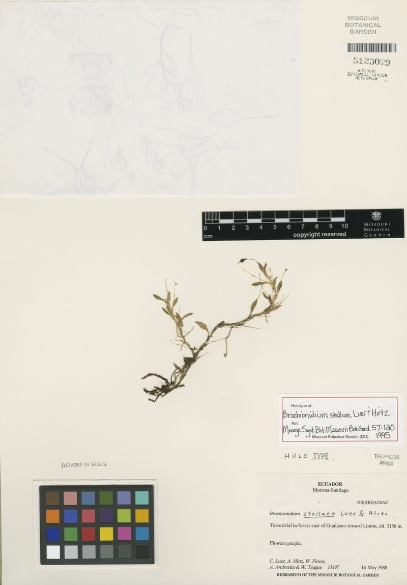 Brachionidium stellare