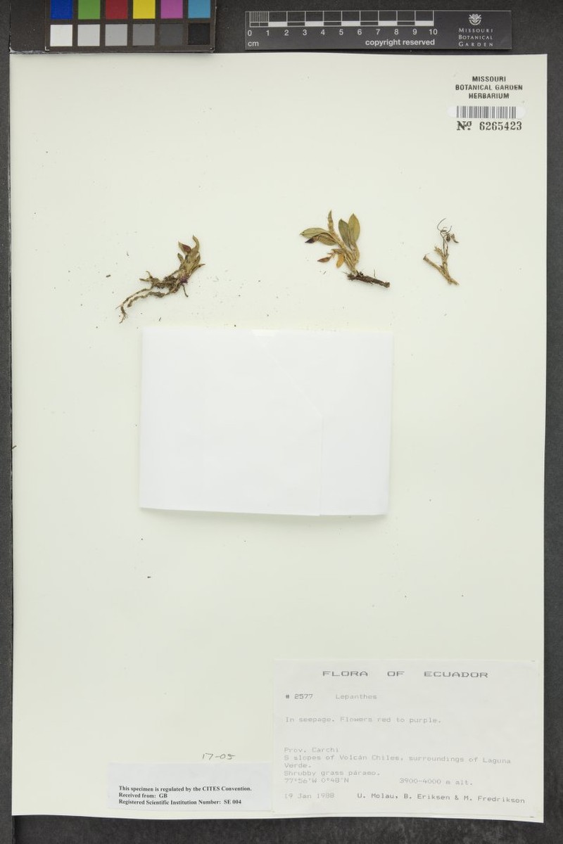 Brachionidium tetrapetalum