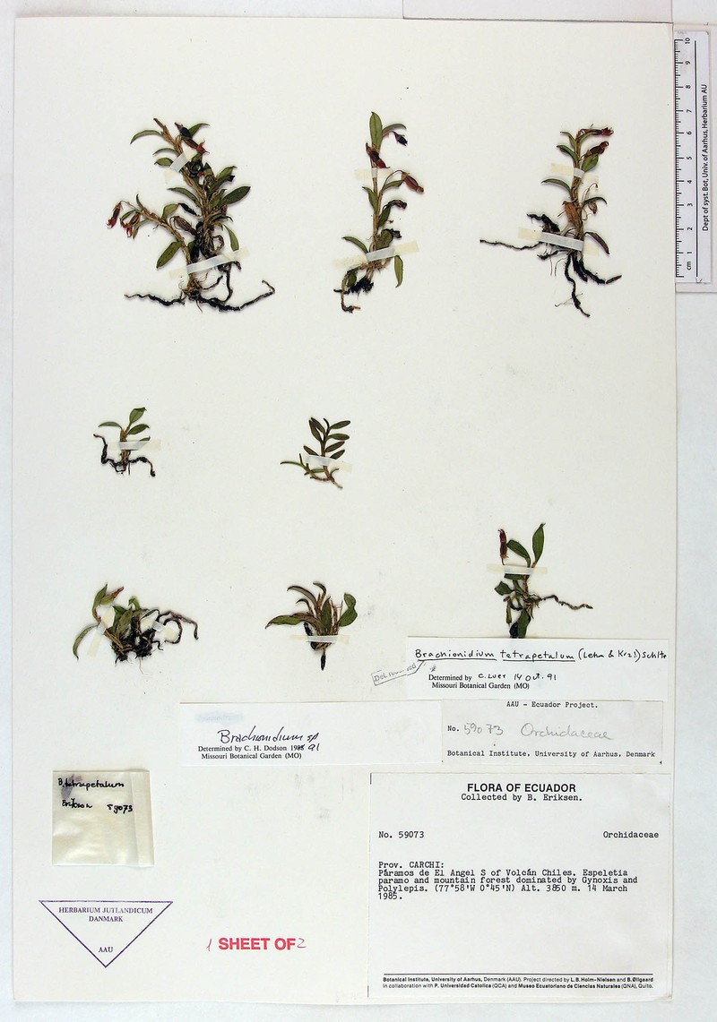 Brachionidium tetrapetalum photo 2