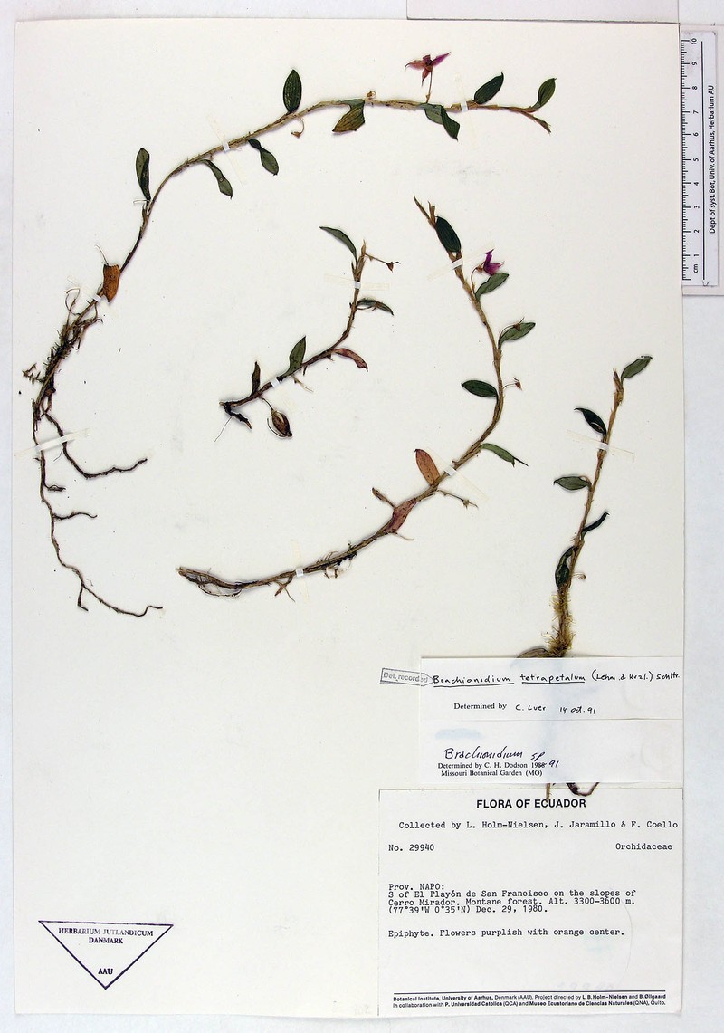 Brachionidium tetrapetalum photo 3