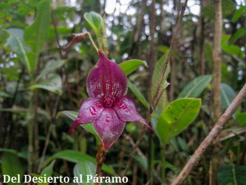 Brachionidium tuberculatum