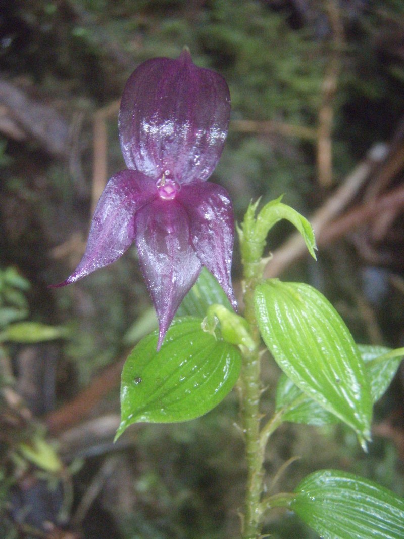 Brachionidium tuberculatum photo 2