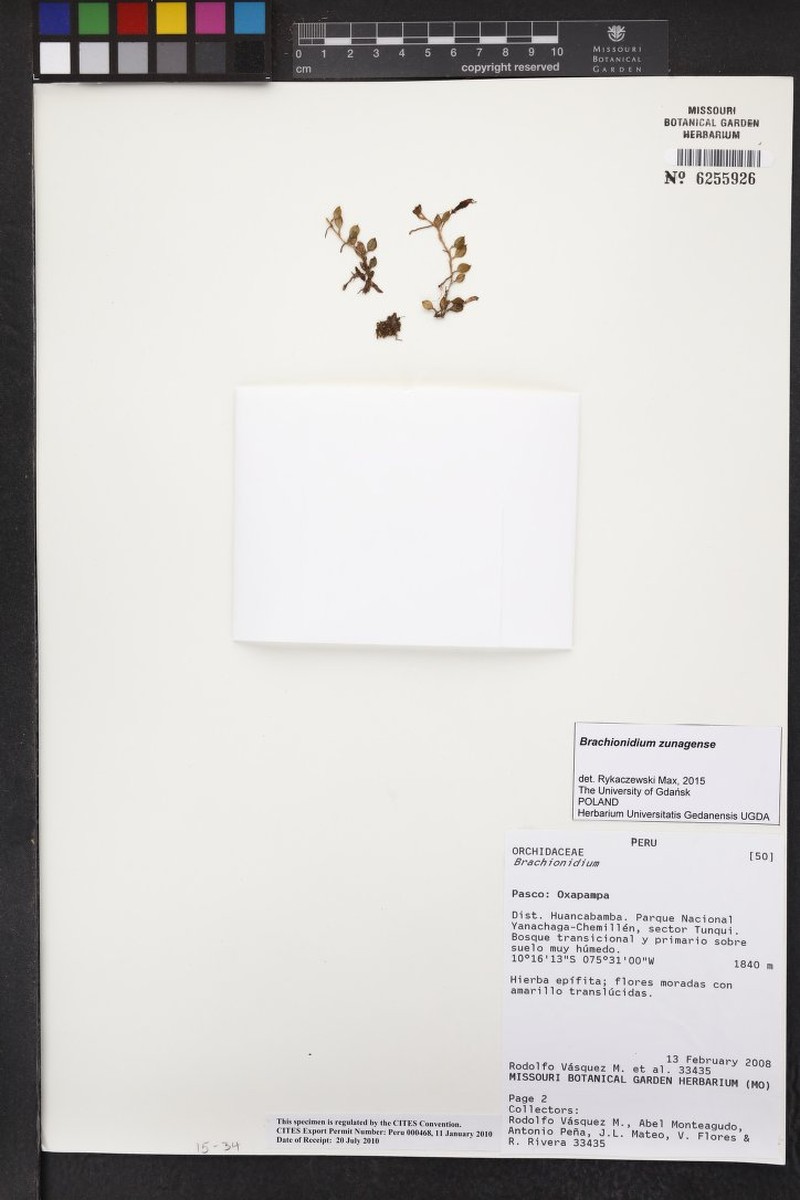 Brachionidium tuberculatum photo 3