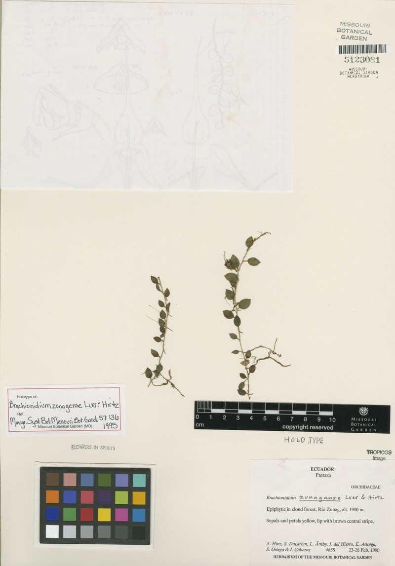 Brachionidium tuberculatum photo 4