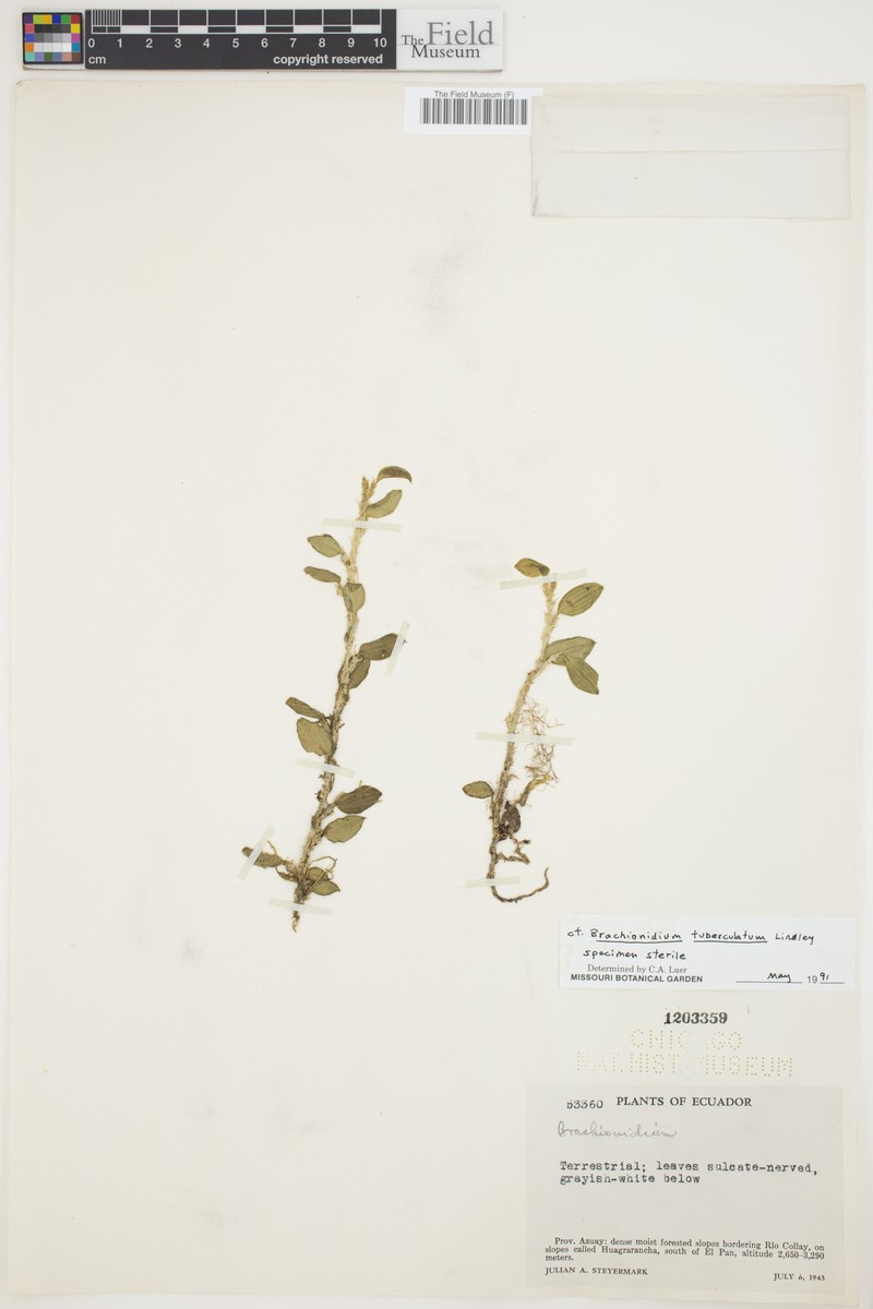 Brachionidium tuberculatum photo 5
