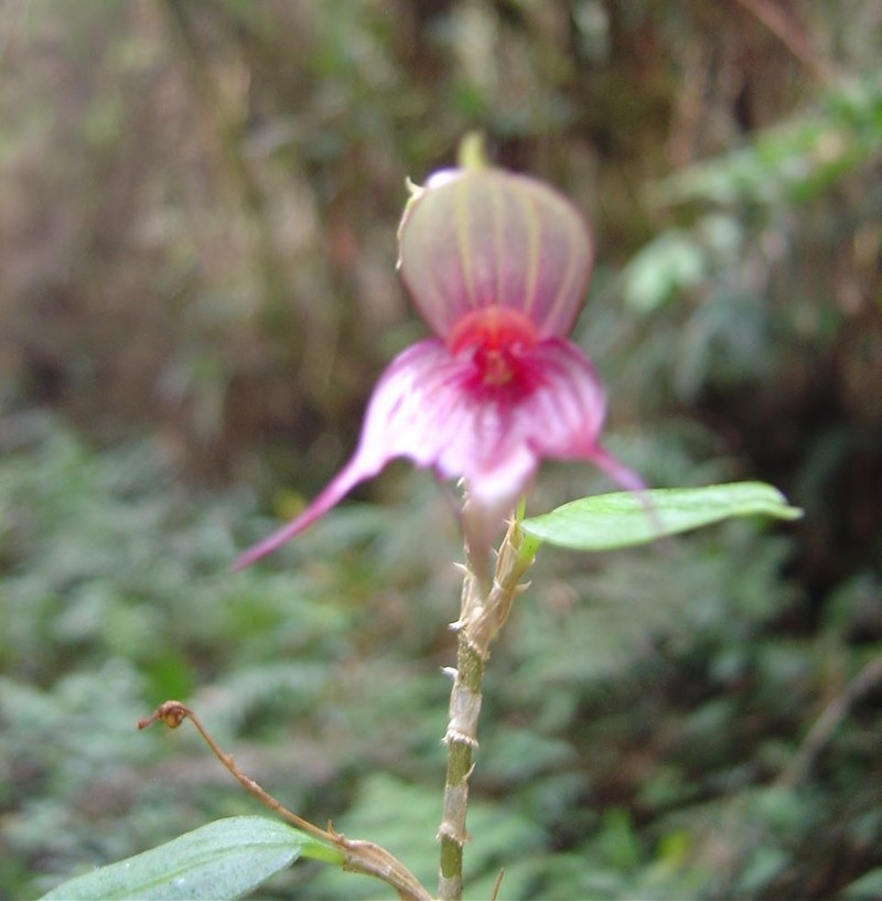 Brachionidium uxorium