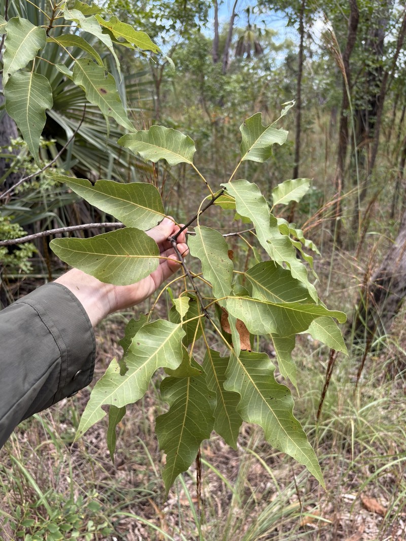 Brachychiton diversifolius subsp. diversifolius
