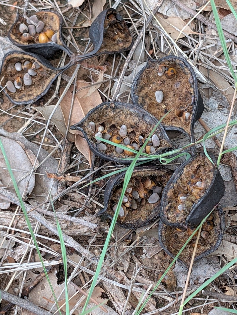Brachychiton diversifolius subsp. diversifolius photo 2