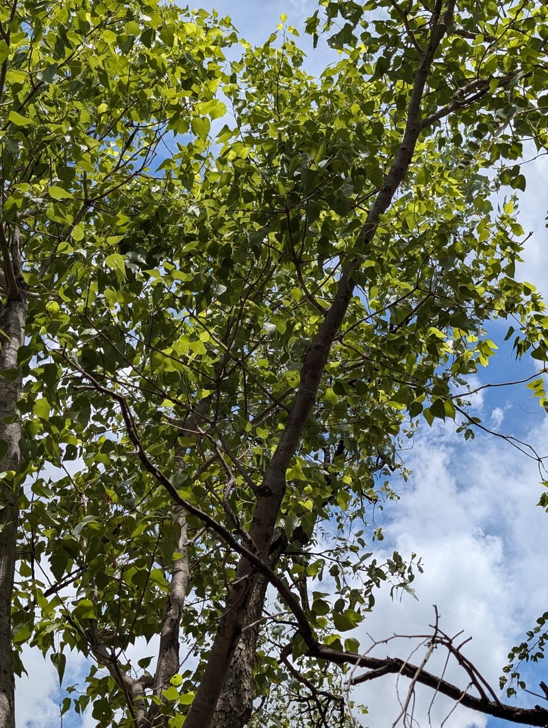 Brachychiton diversifolius subsp. diversifolius photo 3