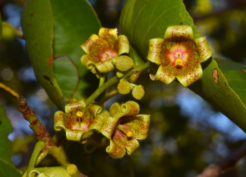 Brachychiton diversifolius subsp. diversifolius photo 4