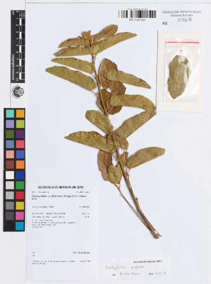 Brachychiton guymeri
