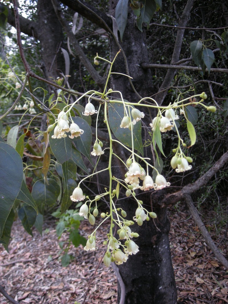 Whiteflower Kurrajong photo 2