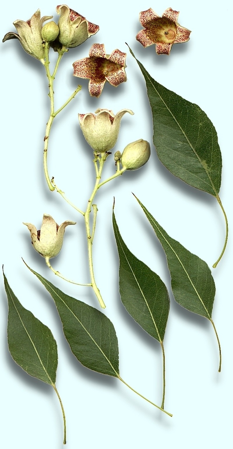 Whiteflower Kurrajong photo 4