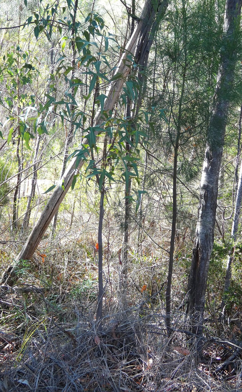 Brachychiton populneus subsp. populneus