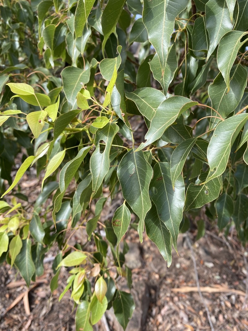 Brachychiton populneus subsp. populneus photo 2