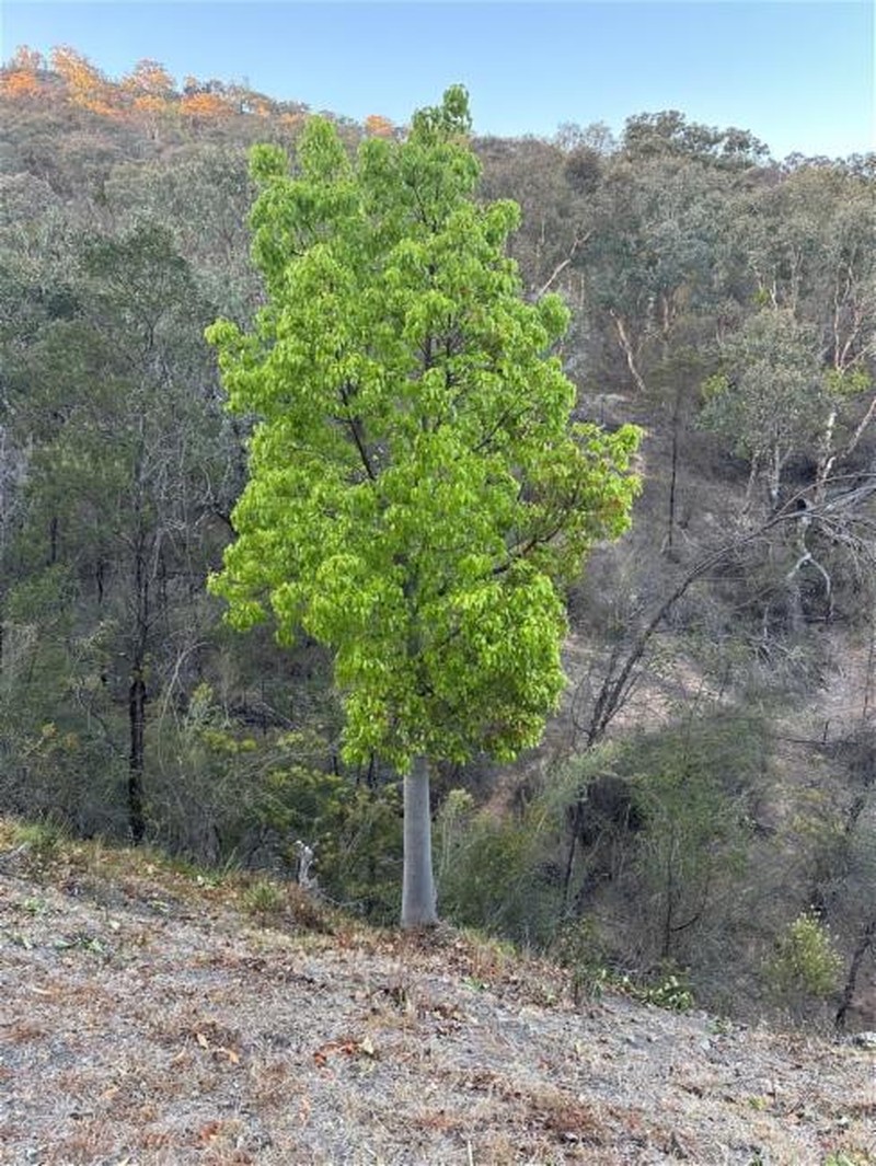 Brachychiton populneus subsp. populneus photo 3